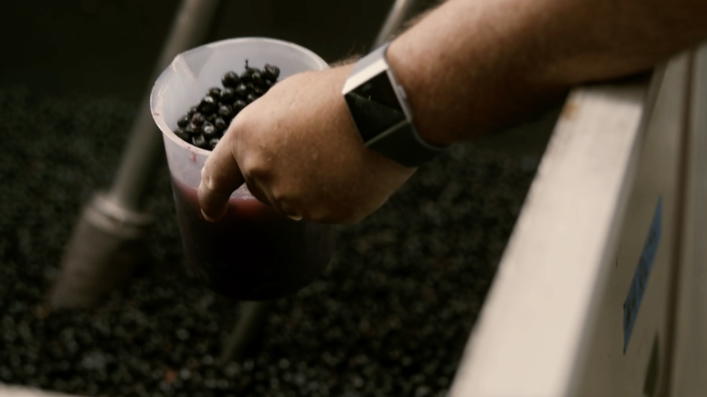 A close-up of a person holding a plastic container filled with freshly harvested black grapes and juice. The person's wrist, wearing a smart watch, is visible as they handle the container above a larger bin of grapes, likely during the winemaking process. The scene captures the moment of collecting juice samples from the grape bin.






